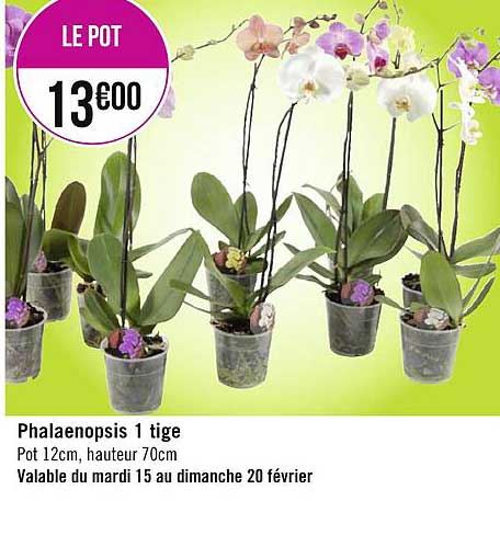 phalaenopsis 1 tige