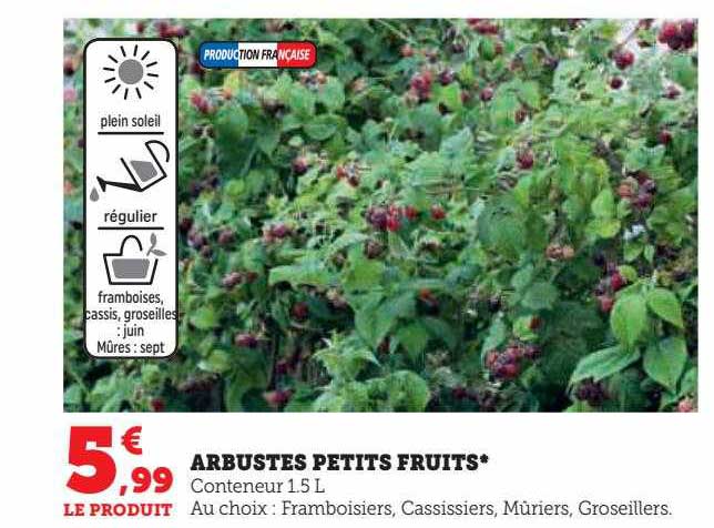 Arbustes Petits Fruits