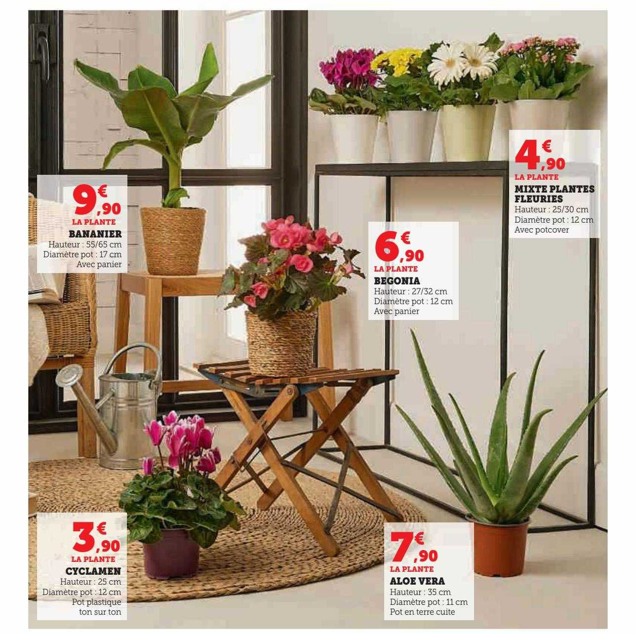 bananier, cyclamen, aloé véra, begonia, mixte plantes fleuries