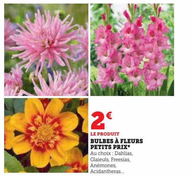 bulbes à fleurs petits prix