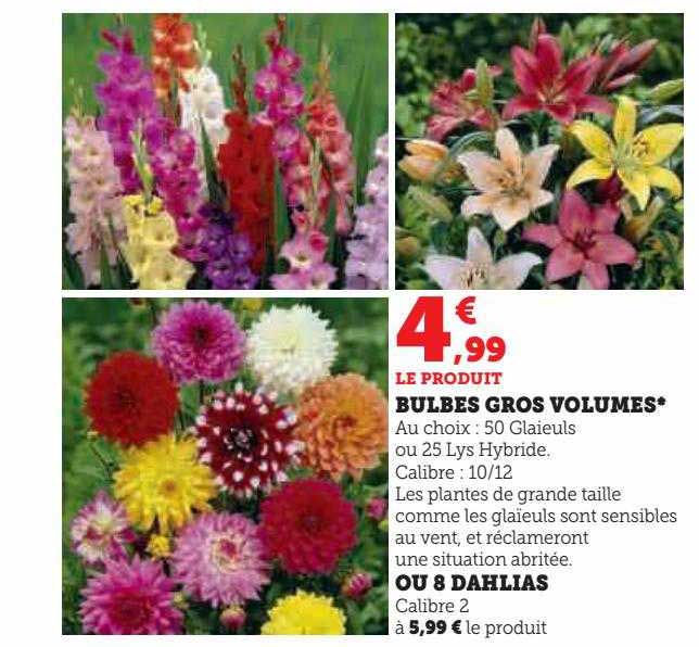 bulbes gros volumes ou 8 dahlias
