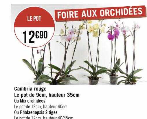 cambria rouge le pot de 9 cm, hauteur 35 cm ou mix orchidées ou phalaenopsis 2 tiges