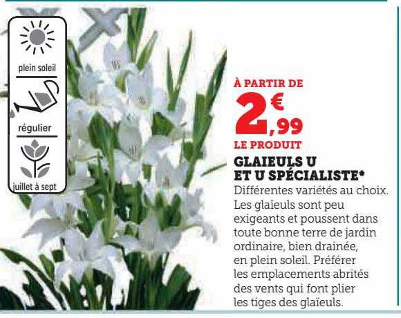 Glaïeuls U Et U Spécialiste