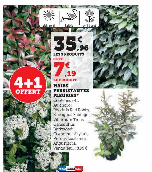 haies persistantes fleuries