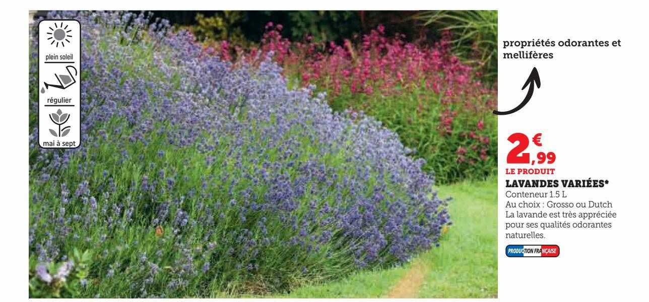 lavandes variées