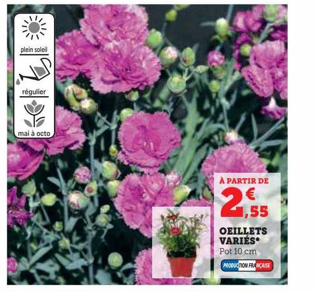 œillets variés