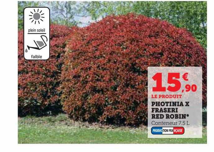 Photinia X Fraserie Red Robin