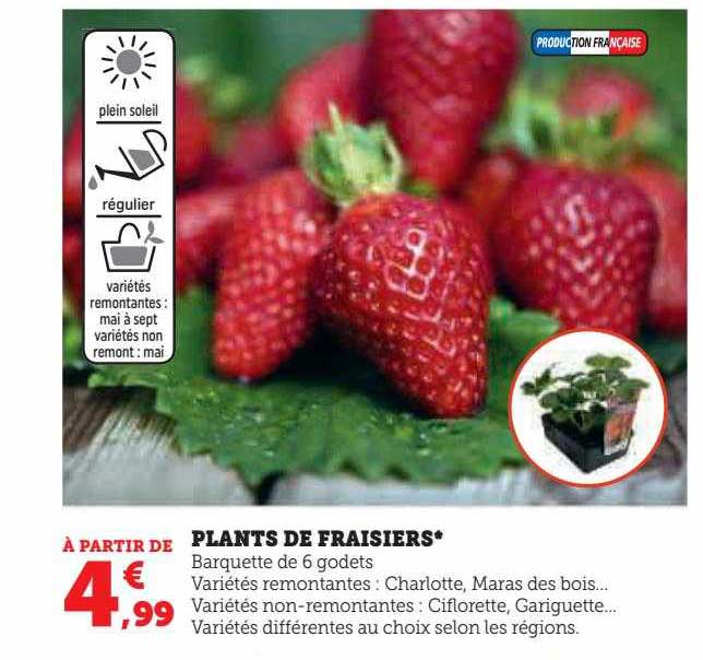 plants de fraisiers