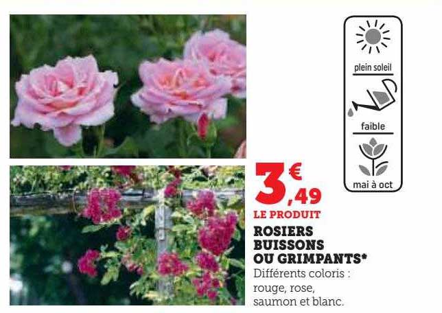 rosiers buissons ou grimpants.