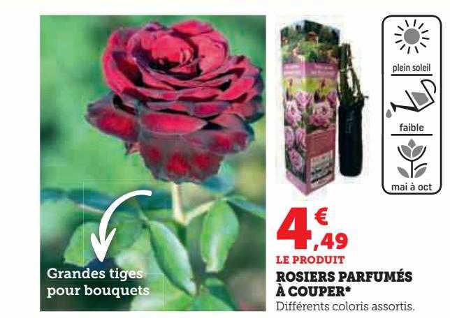 rosiers parfumés à couper