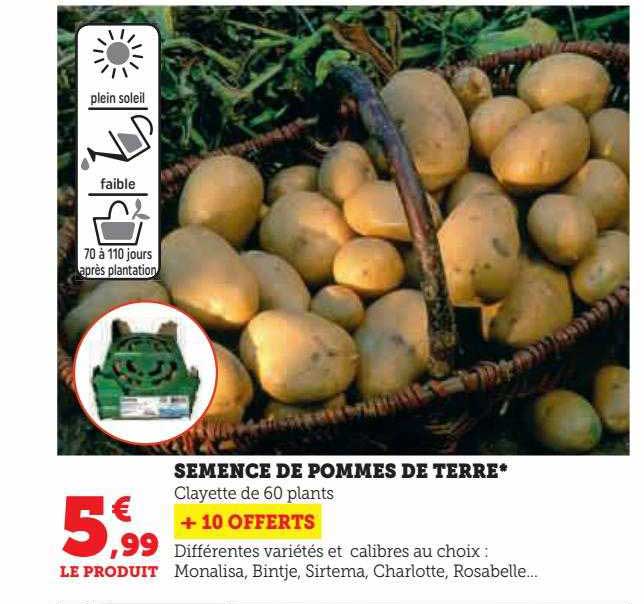 semence de pommes de terre