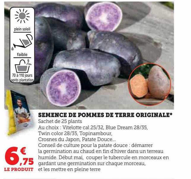 Semence De Pommes De Terre Originale