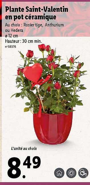 Plante Saint-valentin En Pot Céramique