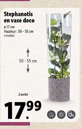 Stephanotis En Vase Déco