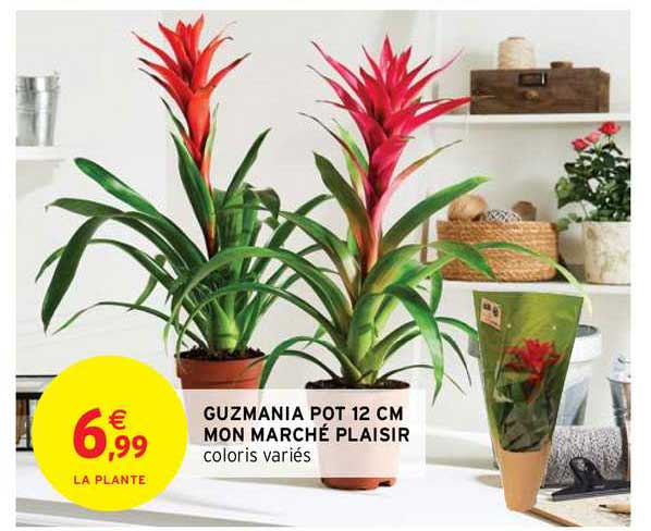 guzmania pot 12 cm mon marché plaisir