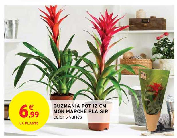 guzmania pot 12 cm mon marché plaisir