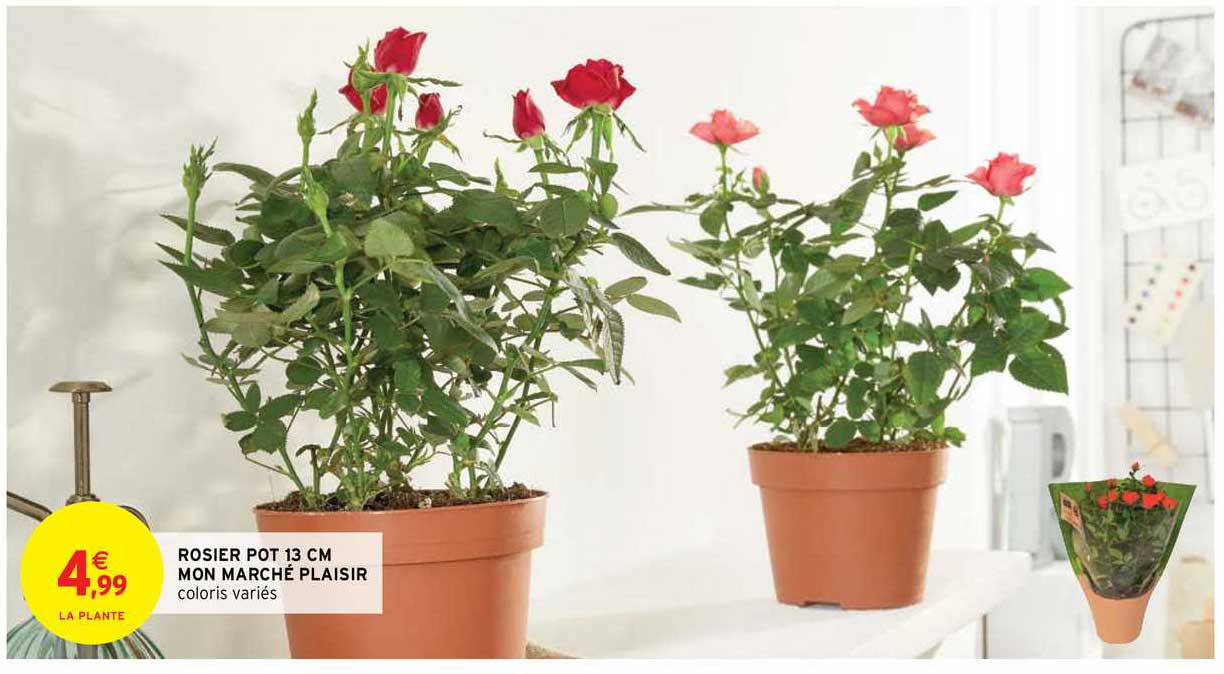 rosier pot 12 cm mon marché plaisir