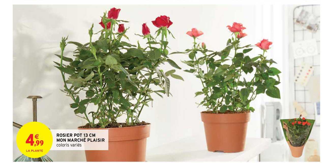 rosier pot 13 cm mon marché plaisir