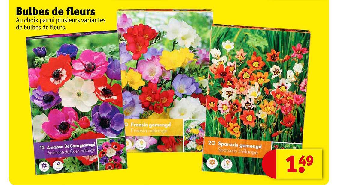 Bulbes De Fleurs