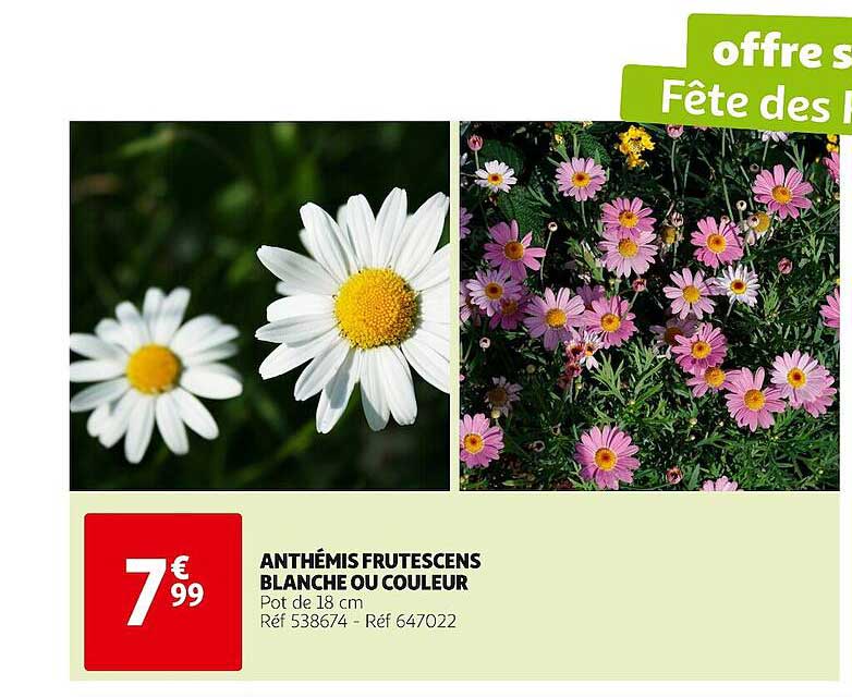 anthémis frutescens blanche ou couleur