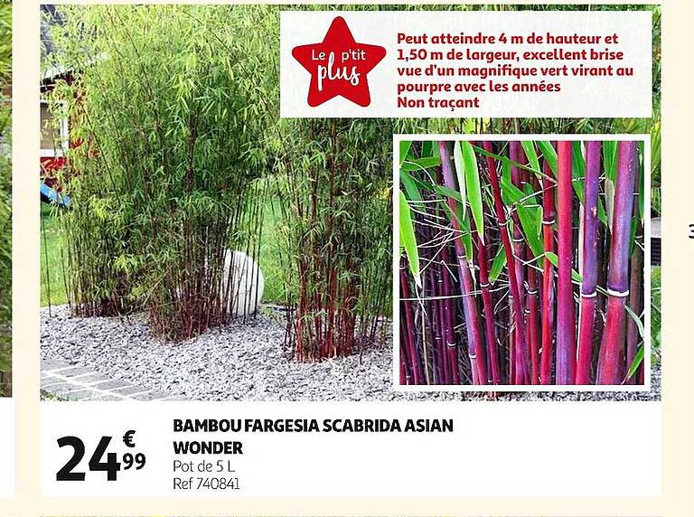 Bambou Fargesia Scabrida Asian Wonder