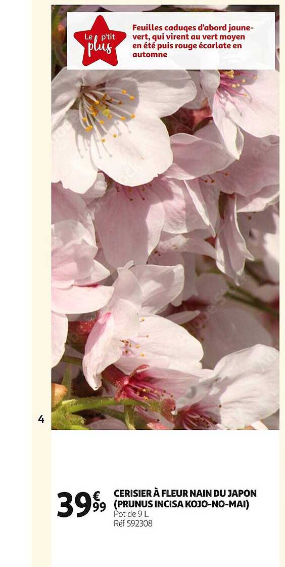 cerisier à fleur nain du japon (prumus incisa kojo-no-mai)