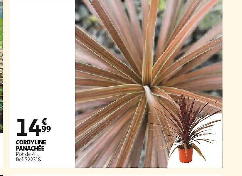 cordyline panachée