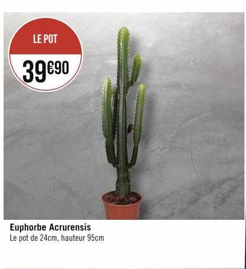 euphorbe acrurensis
