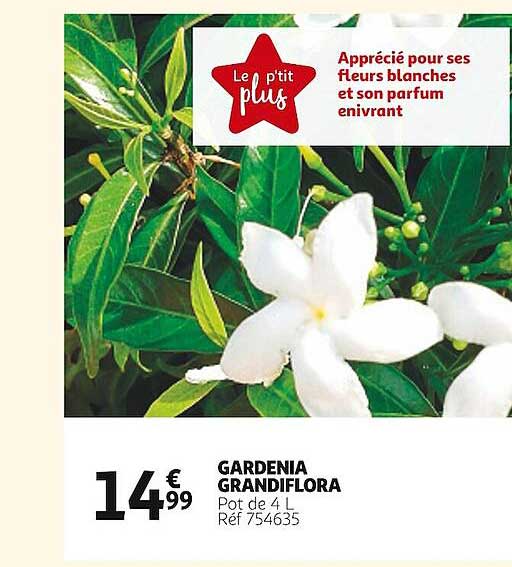 gardenia grandiflora