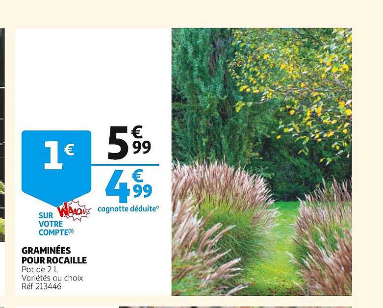 graminées pour rocaille