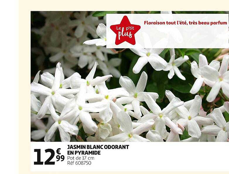 jasmin blanc odorant en pyramide