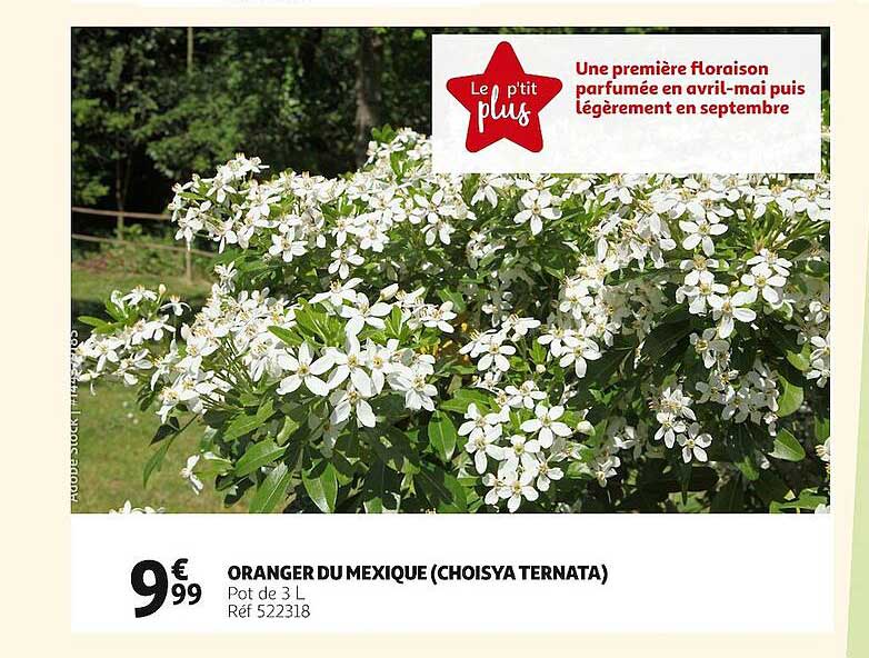 oranger du mexique (choisya ternata)