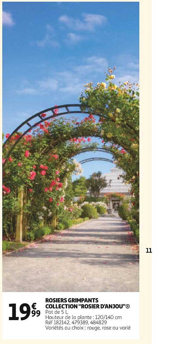 rosiers grimpants collection "rosier d'anjou"