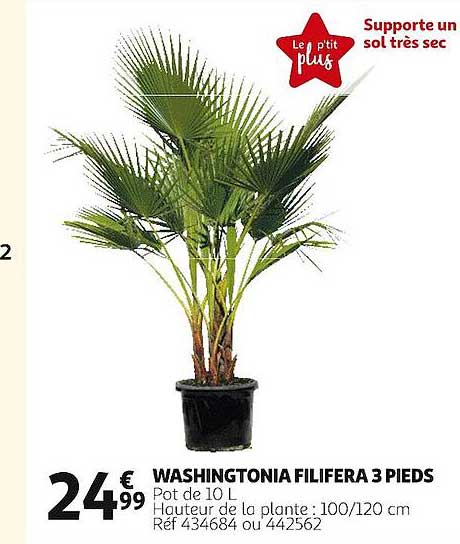 washingtonia filifera 3 pieds