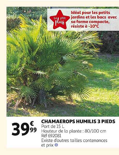 chamaerops humilis 3 pieds
