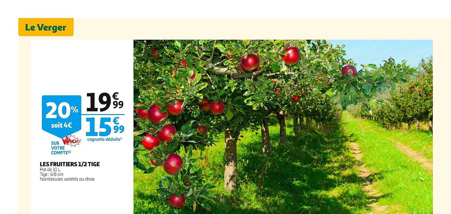 les fruitiers 1-2 tige