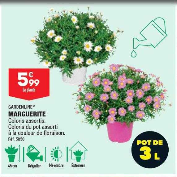 Marguerite Gardenline