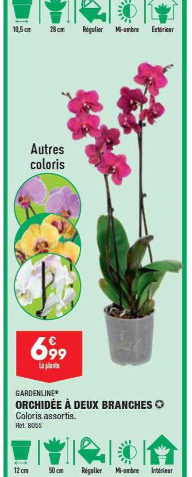 orchidée à deux branches gardenline