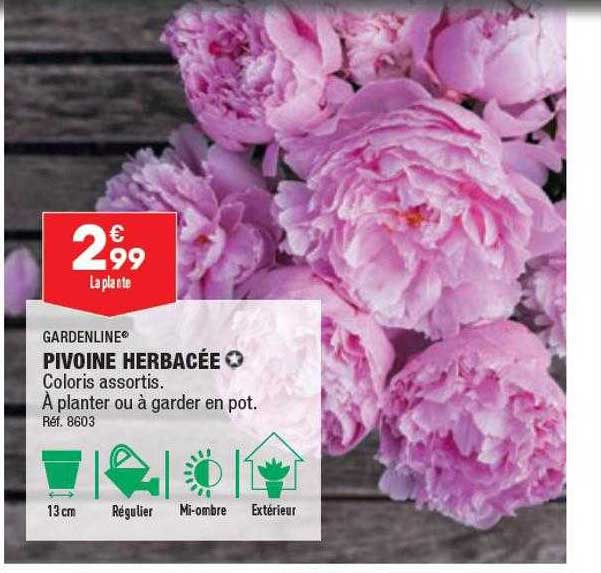 pivoine herbacée gardenline