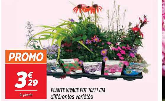 plante vivace pot 10-11 cm