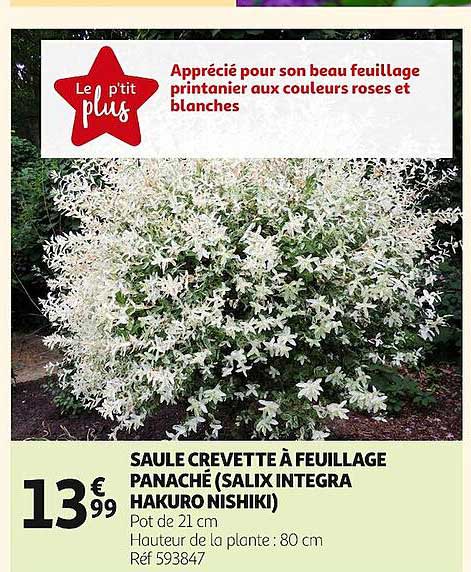 saule crevette à feuillage panaché (salix integra hakuro nishiki)