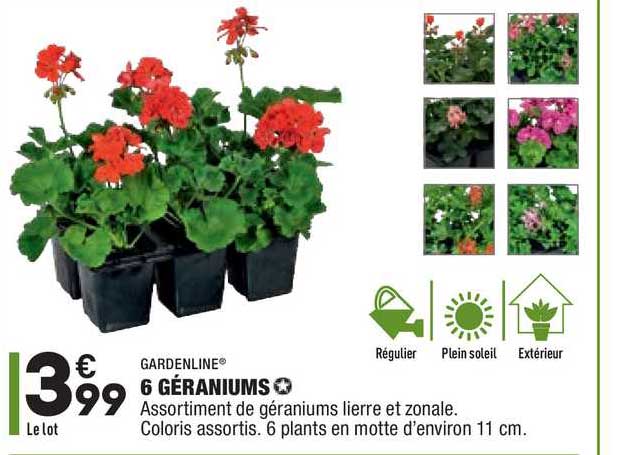 6 géraniums gardenline