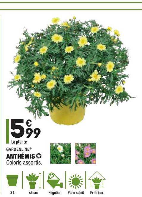 Anthémis Gardenline
