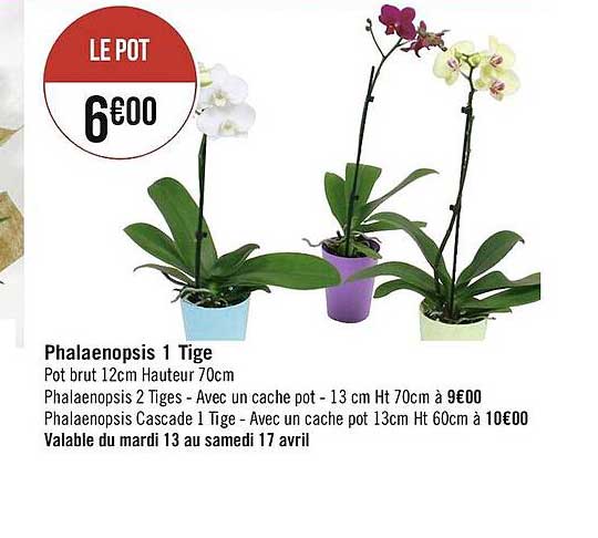 phalaenopsis 1 tige