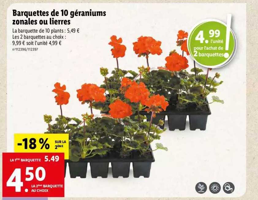 barquettes de 10 géraniums zonales ou lierres