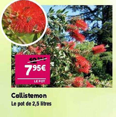 callistemon