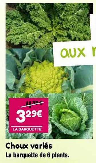 Choux Variées