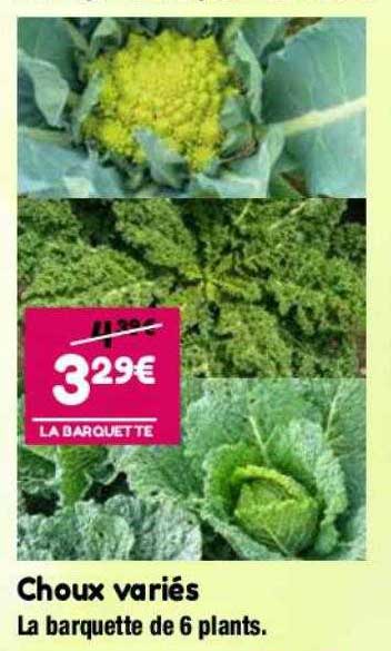 choux variés