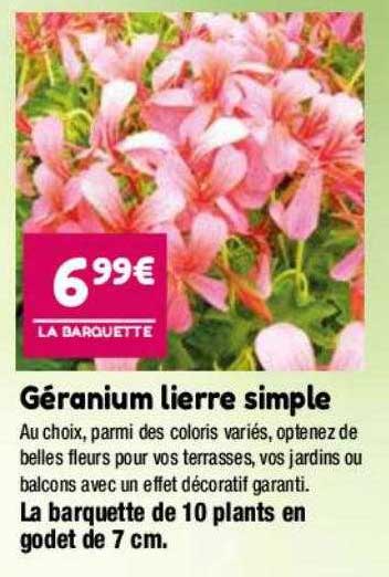 géranium lierre simple