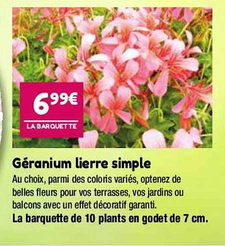 géranium lierre simple